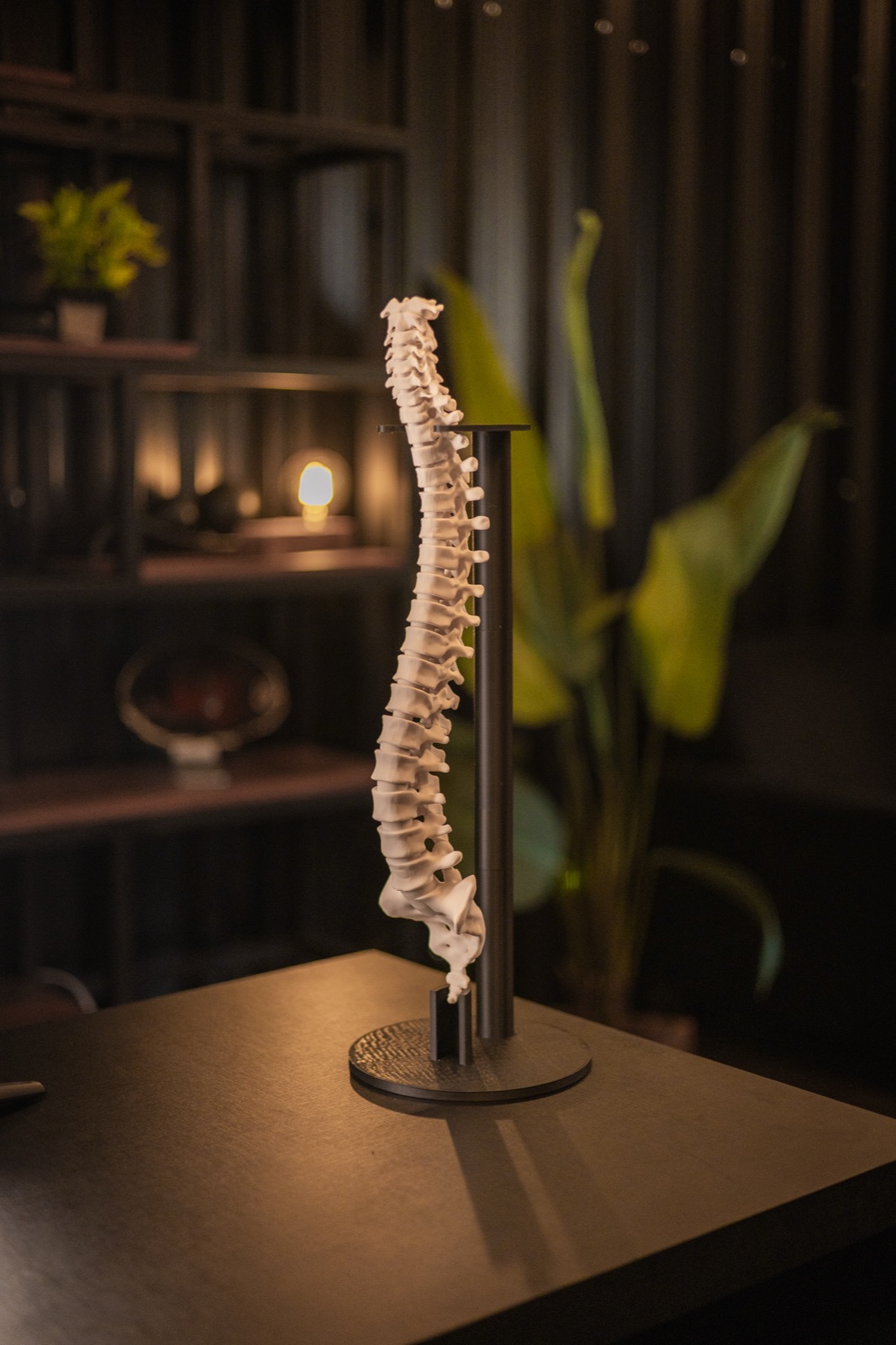 Coluna Vertebral anatômica 55 cm